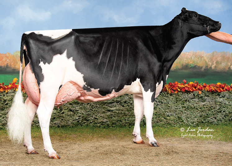 Dam to Dreamy now EX-95  EX-97 MS