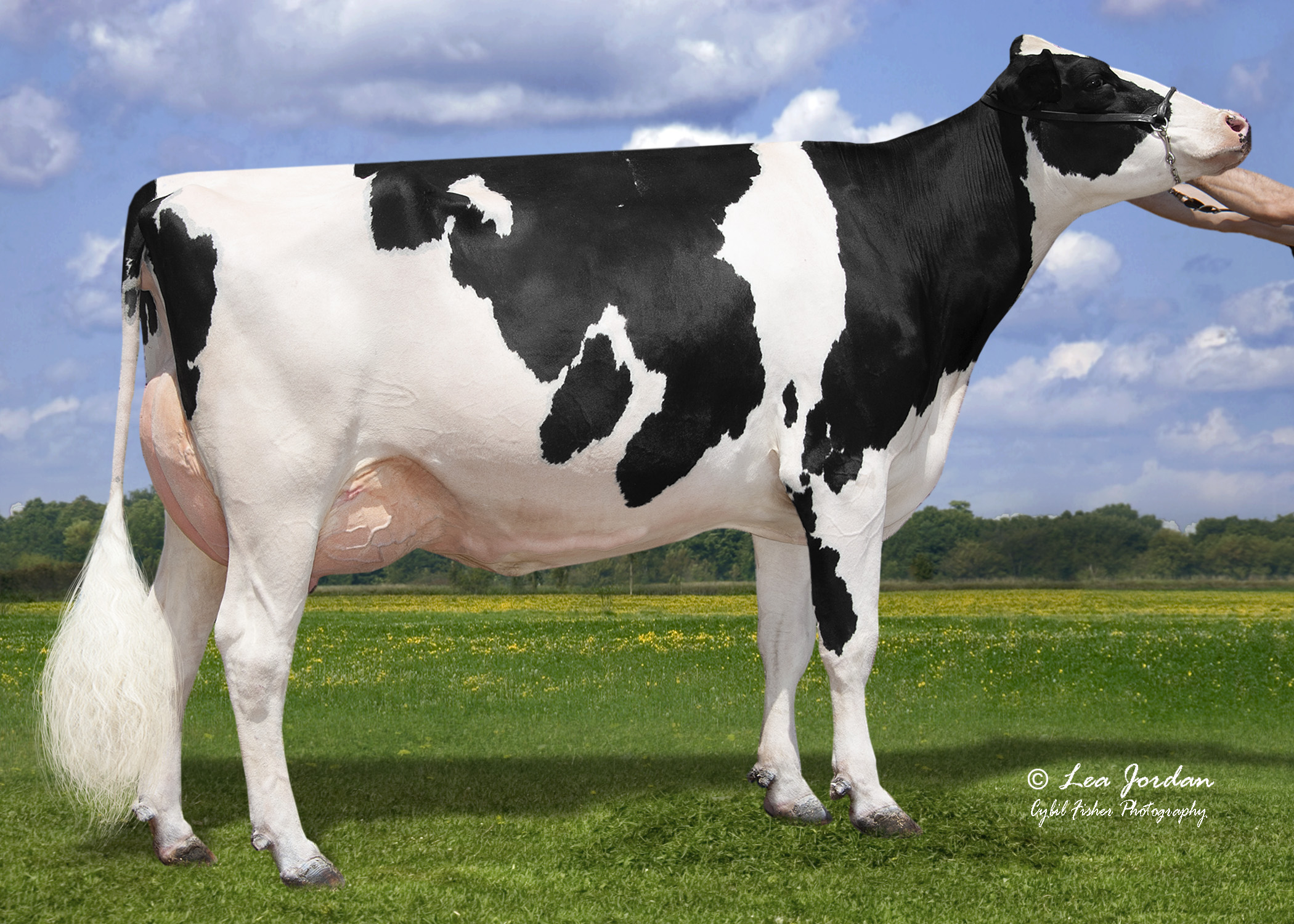 DUCKETT LAMBDA HIVANNA now EX