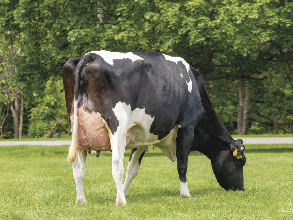 Robo Sheepster x Parfect 