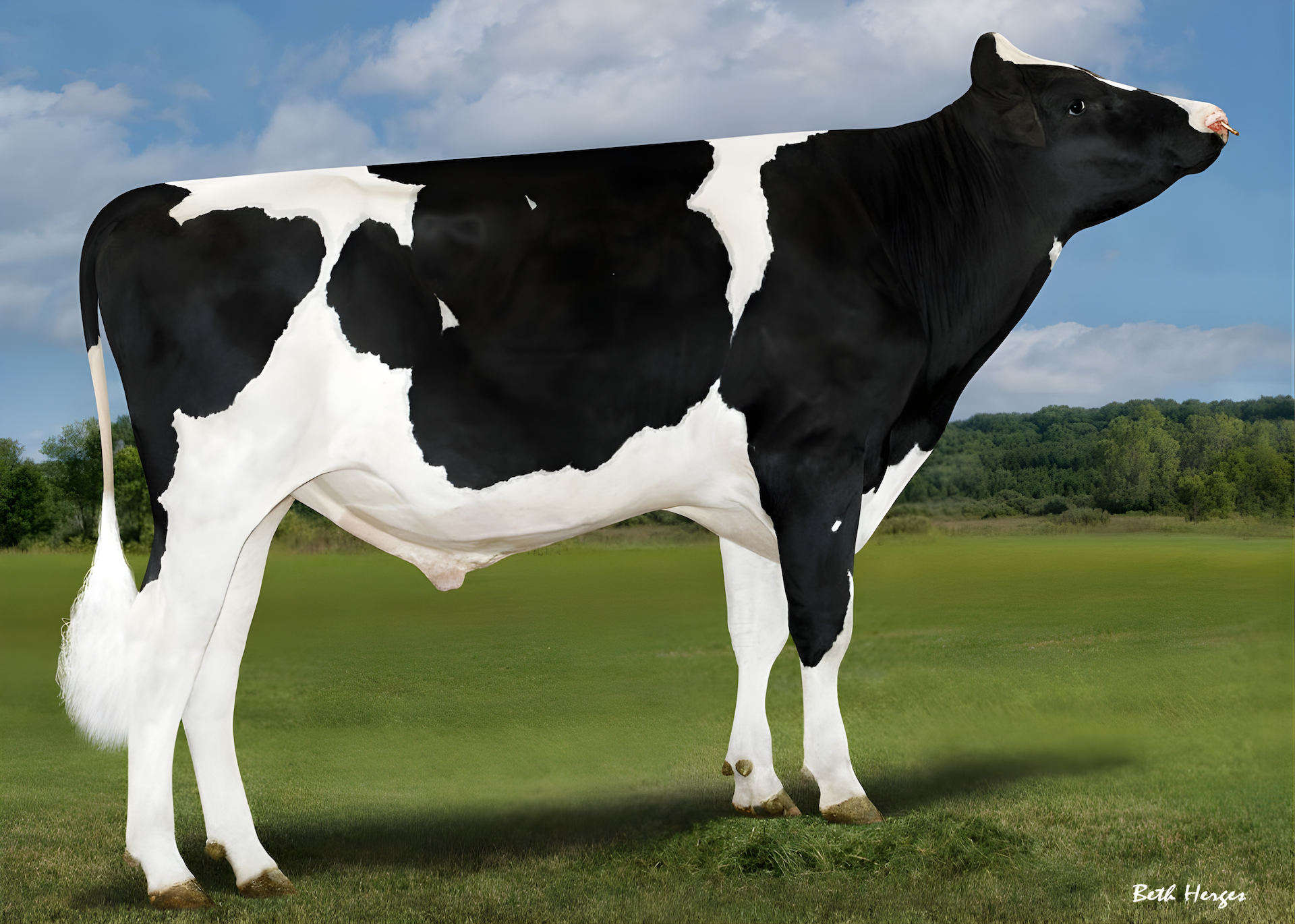 Lampoon – Perky x Huck