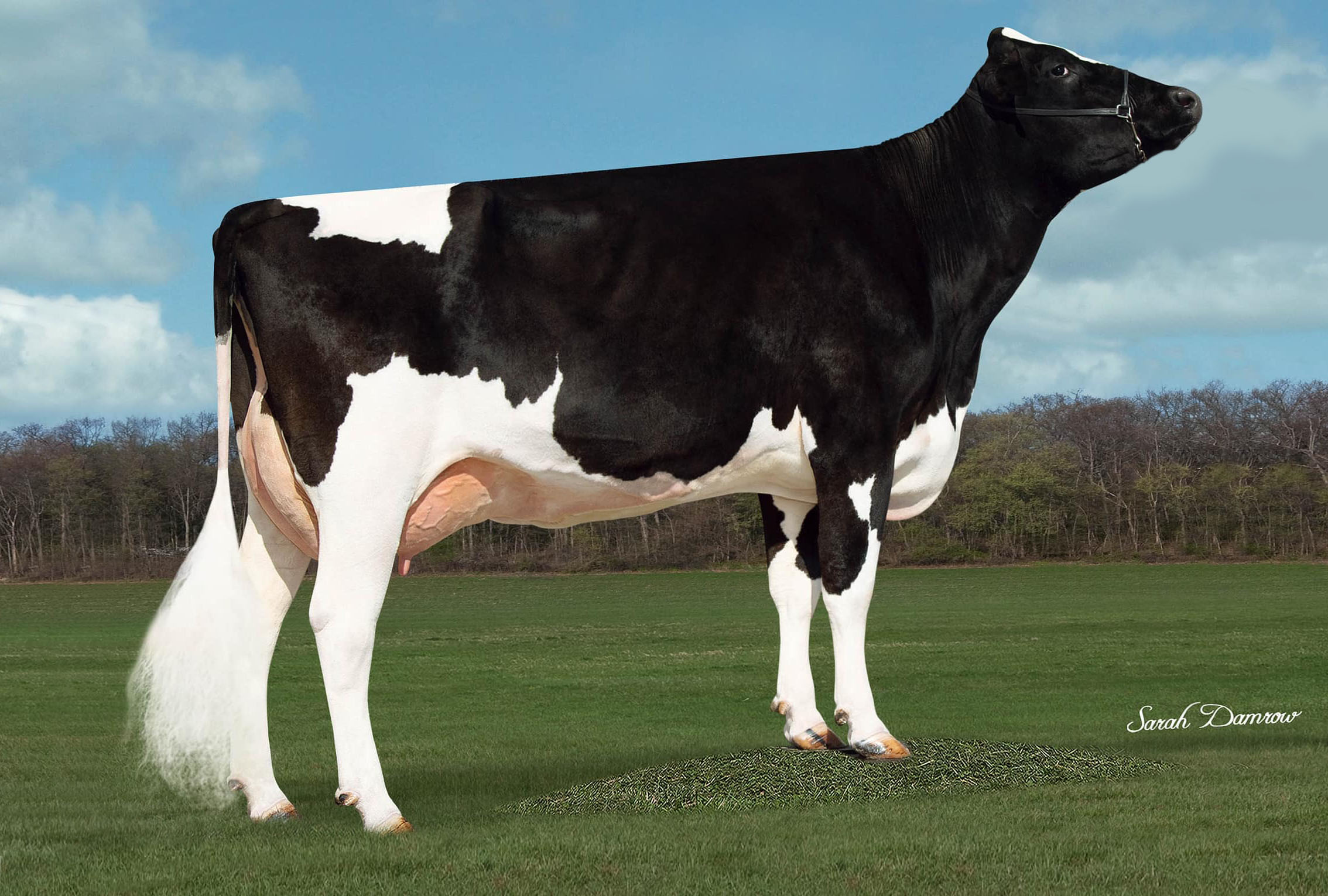 Marker – Phoenix x Gameday